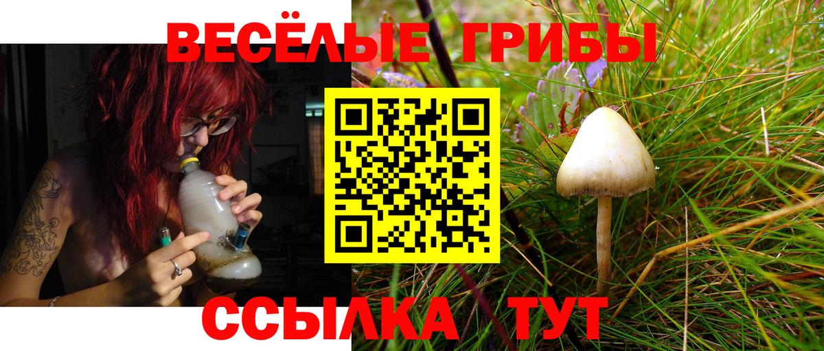 Галлюциногенные грибы Psilocybine cubensis Славгород